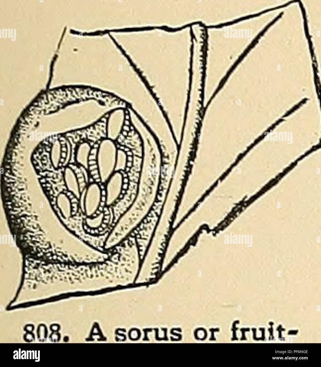 . Cyclopedia of American horticulture, comprising suggestions for cultivation of horticultural plants, descriptions of the species of fruits, vegetables, flowers, and ornamental plants sold in the United States and Canada, together with geographical and biographical sketches. Gardening. PERN FERN 573. A sorus or fruit- dot of a Fern. greater number of genera, ranging from 150 to 250, or even more. In the very unequal treatment by Diels in Die Natiii'liolien Pflanzeufamilien (Engler-Prantl), some 120 genera are recognized. A somewliat similar difference prevails in regard to the number of speci Stock Photo