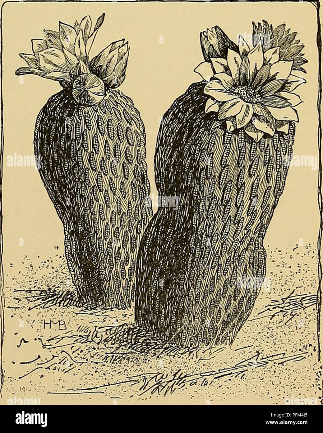 . Cyclopedia of American horticulture, comprising suggestions for cultivation of horticultural plants, descriptions of the species of fruits, vegetables, flowers, and ornamental plants sold in the United States and Canada, together with geographical and biographical sketches. Gardening. 302. Showine the remarkable condensation of the plant body in a cactus—Mamillaria micromeris. CACAJA6FSIS (Cacalia-like). Compdsitm. One spe- cies, with discoid, very many-fld. heads of perfect yel- low florets, and palmate Ivs. Nard6smia, Gray. Strong perennial, 1-2 ft. high, loose, woolly, but becoming nearly Stock Photo