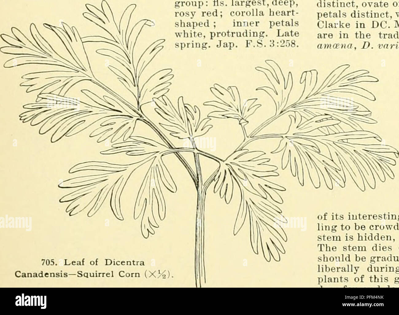 Cyclopedia Of American Horticulture Comprising Suggestions For Cultivation Of Horticultural Plants Descriptions Of The Species Of Fruits Vegetables Flowers And Ornamental Plants Sold In The United States And Canada Together With,Rose Flower Black And White Drawing