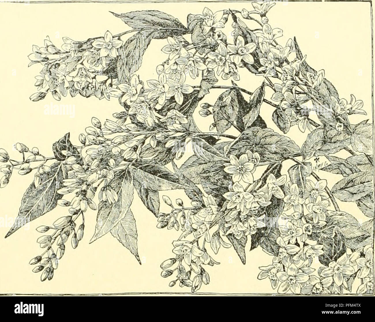 Cyclopedia Of American Horticulture Comprising Suggestions For Cultivation Of Horticultural Plants Descriptions Of The Species Of Fruits Vegetables Flowers And Ornamental Plants Sold In The United States And Canada Together With