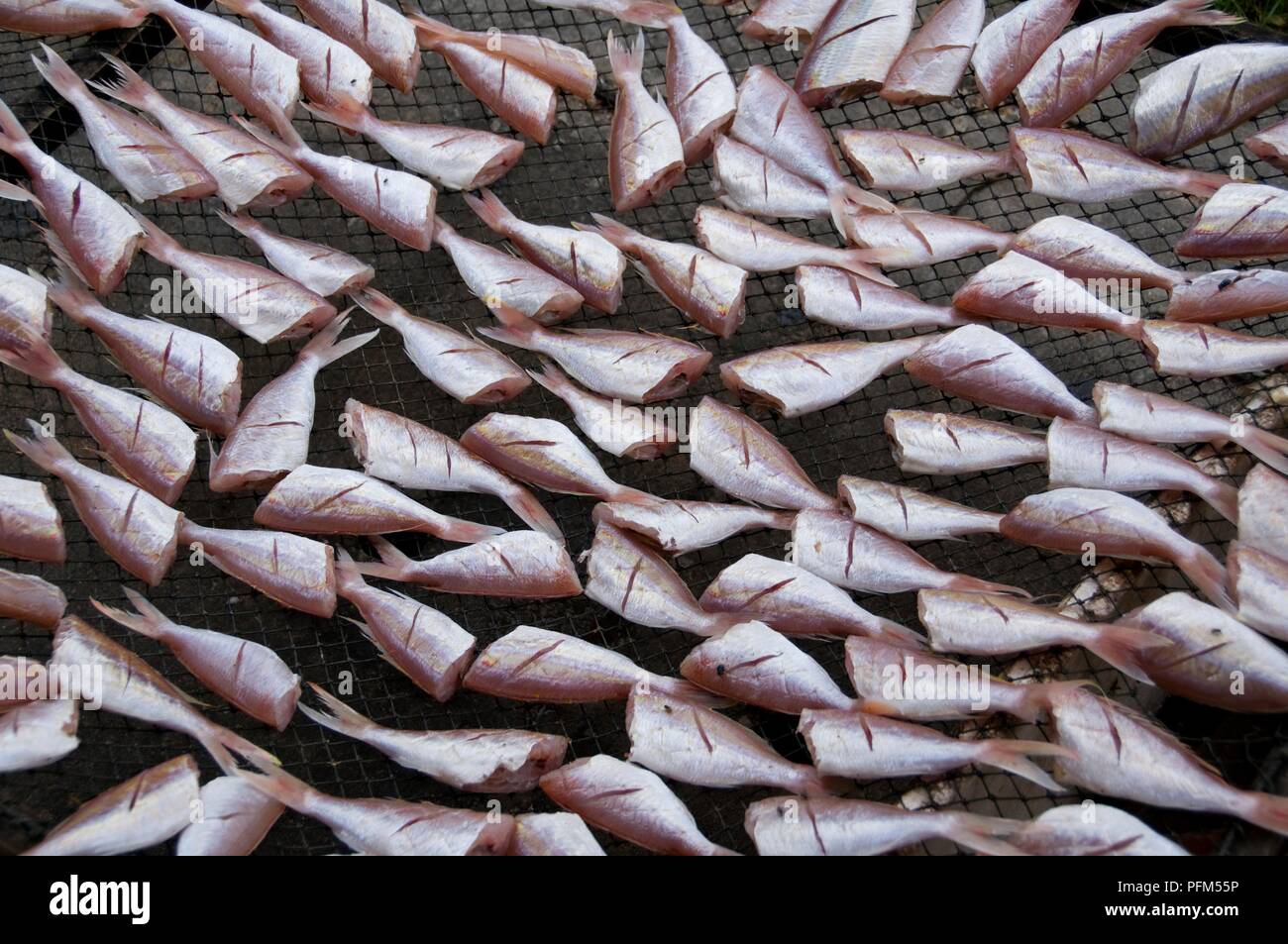 Thailand, Pattaya, Naklua Bay, fish laid out to dry at market Stock
