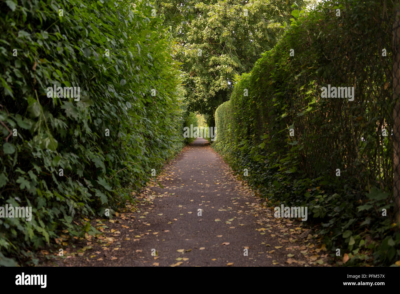 Green passage way with cupressus tree. Beautiful passage way trough park. Secret Green park path Stock Photo