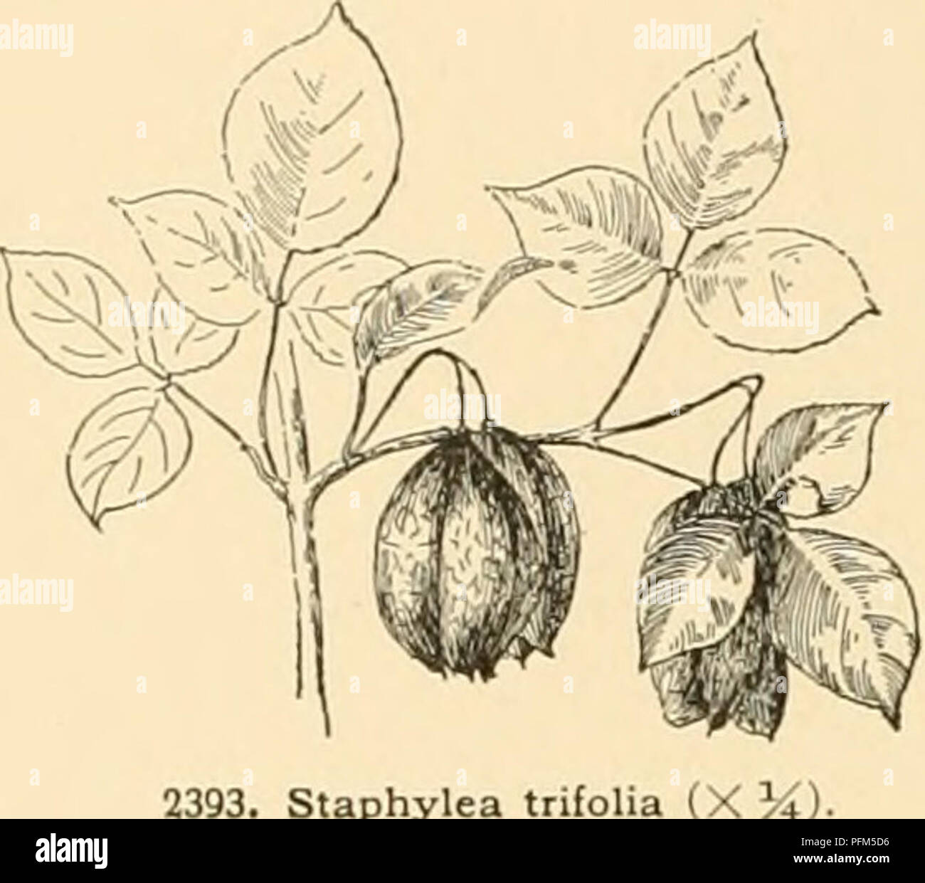 . Cyclopedia of American horticulture : comprising suggestions for cultivation of horticultural plants, descriptions of the species of fruits, vegetables, flowers, and ornamental plants sold in the United States and Canada, together with geographical and biographical sketches. Gardening; Horticulture; Horticulture; Horticulture. 1718 STAPHYLEA with 1 or few subglobose rather large, bony seeds in each cell. A. Lvs. S-foUolate. B. Middle leaflet short-stalked: panicle sessile. BnmAIda, DC. Shrub, 6 ft. high, with upright and spreading slender branches; Ifl^. I'ImihIIv oval to ovate, shortly acum Stock Photo