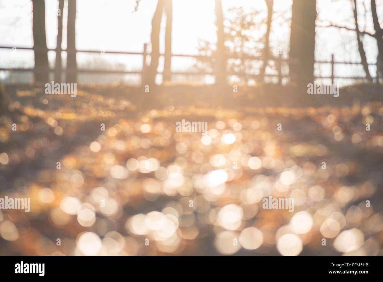 Abstract soft and unfocused design background with place for text. Magic forest background with unusual natural effect of sunlifht and glitter bokeh l Stock Photo