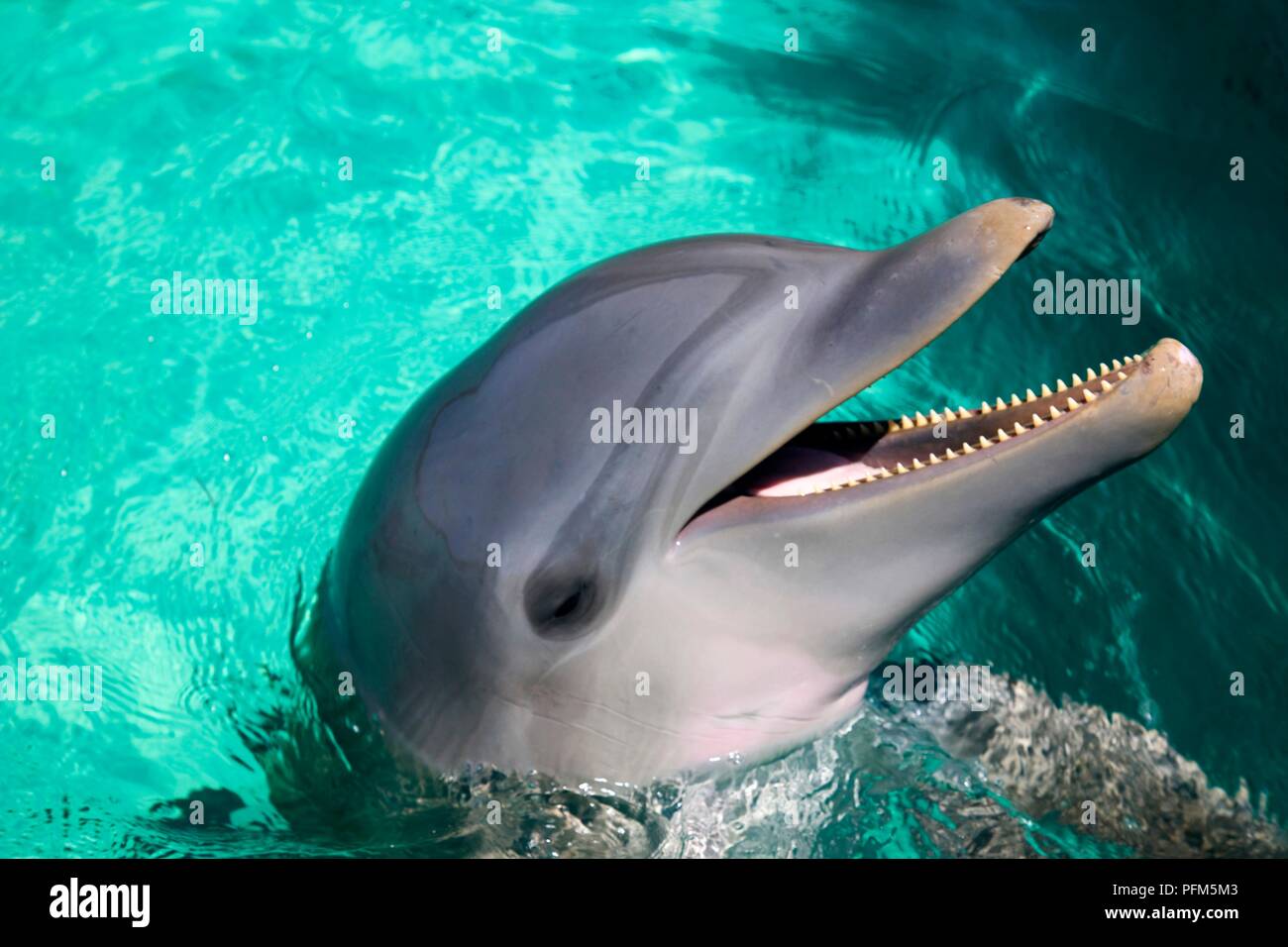 Captive dolphin in pool with head above water and mouth open Stock Photo