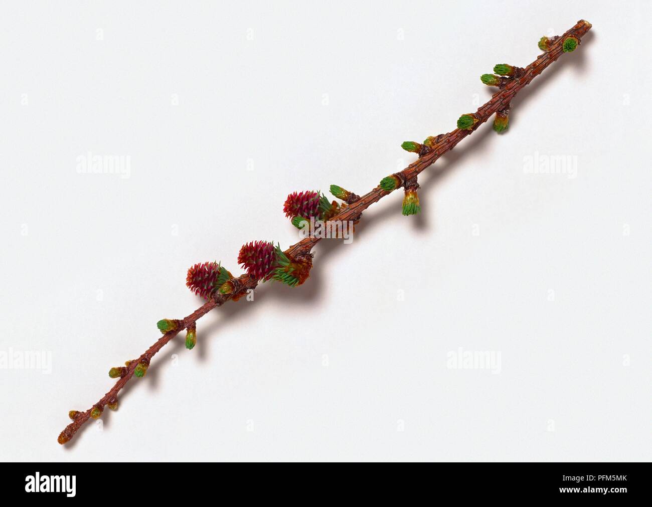 Larix x eurolepis (Dunkeld larch), conifer branch with cone-like female flowers Stock Photo
