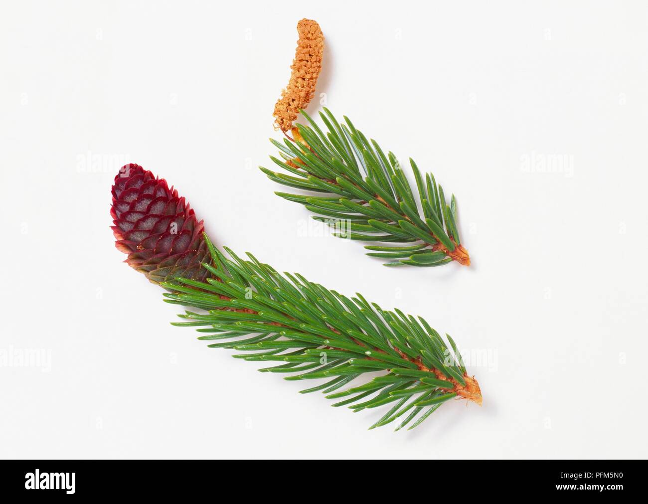 Cone-like female flower and male catkin from Picea jezoensis (Yezo spruce) Stock Photo