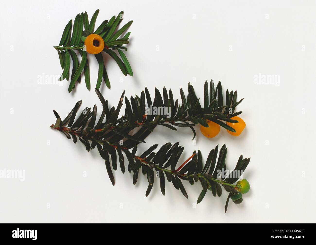 Taxus baccata lutea hi-res stock photography and images - Alamy