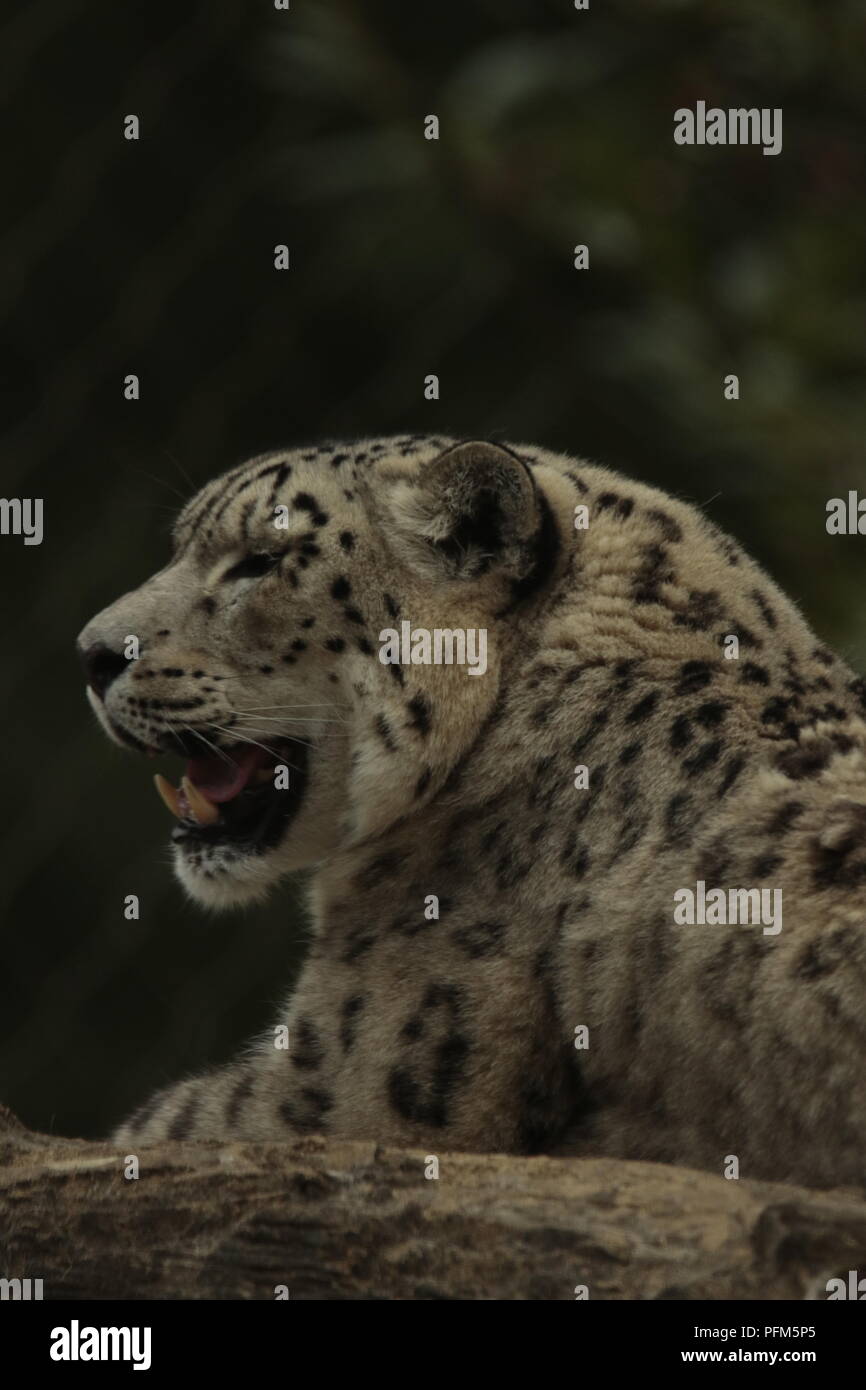 snow leopard at marwell zoo Stock Photo - Alamy