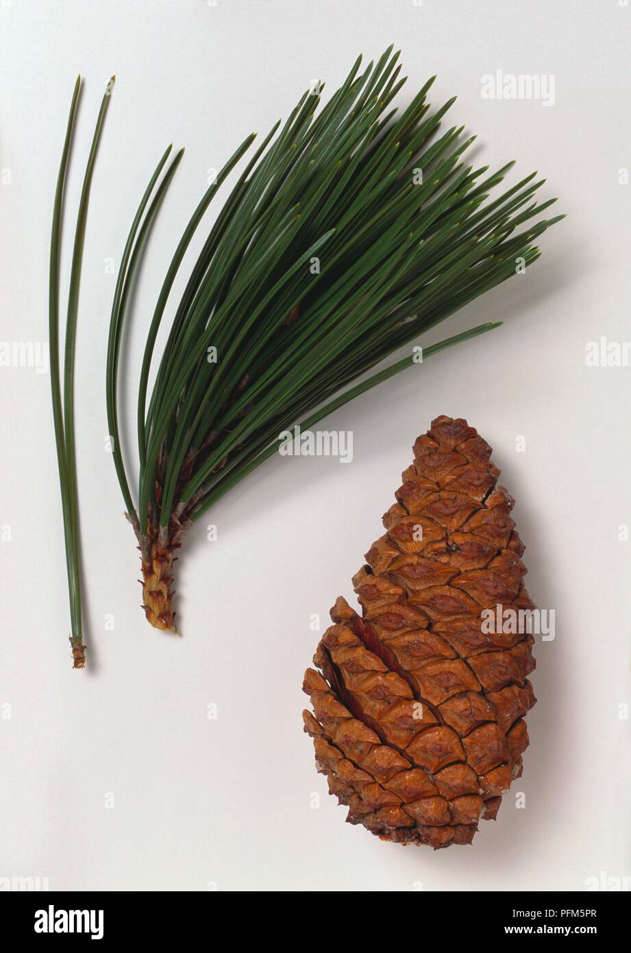 Pinus leucodermis (Bosnian pine), leaves and pinecone Stock Photo
