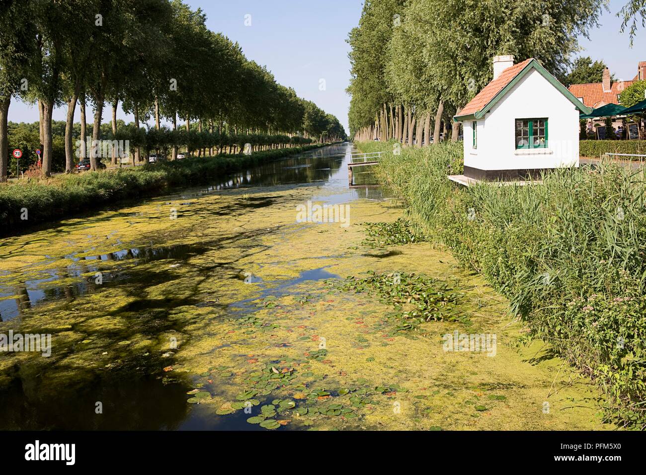 Belgium, Damme, aquatic weed on surface of treelined canal Stock Photo