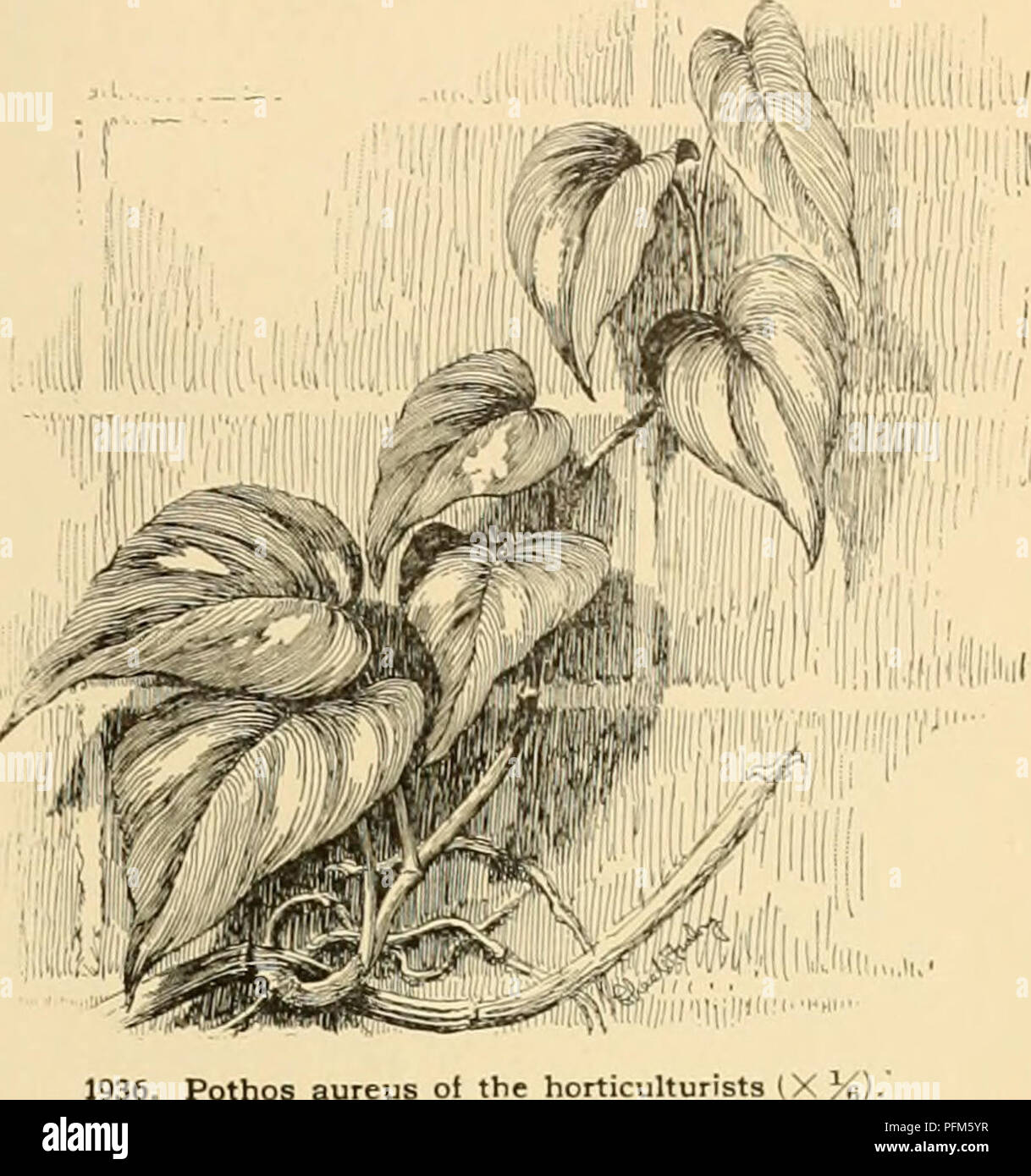 . Cyclopedia of American horticulture : comprising suggestions for cultivation of horticultural plants, descriptions of the species of fruits, vegetables, flowers, and ornamental plants sold in the United States and Canada, together with geographical and biographical sketches. Gardening; Horticulture; Horticulture; Horticulture. POTHOS A. Lva.ijrcvn, not banihd or mottled. celatocaMis, N. E. Brown. Rapid-growing climber, witli stems flat on the under side and lying close to its support: Ivs. distichous and overlapping, broad-elliptic, somewhat oblique, sessile, strongly manj--veined, dark velv Stock Photo