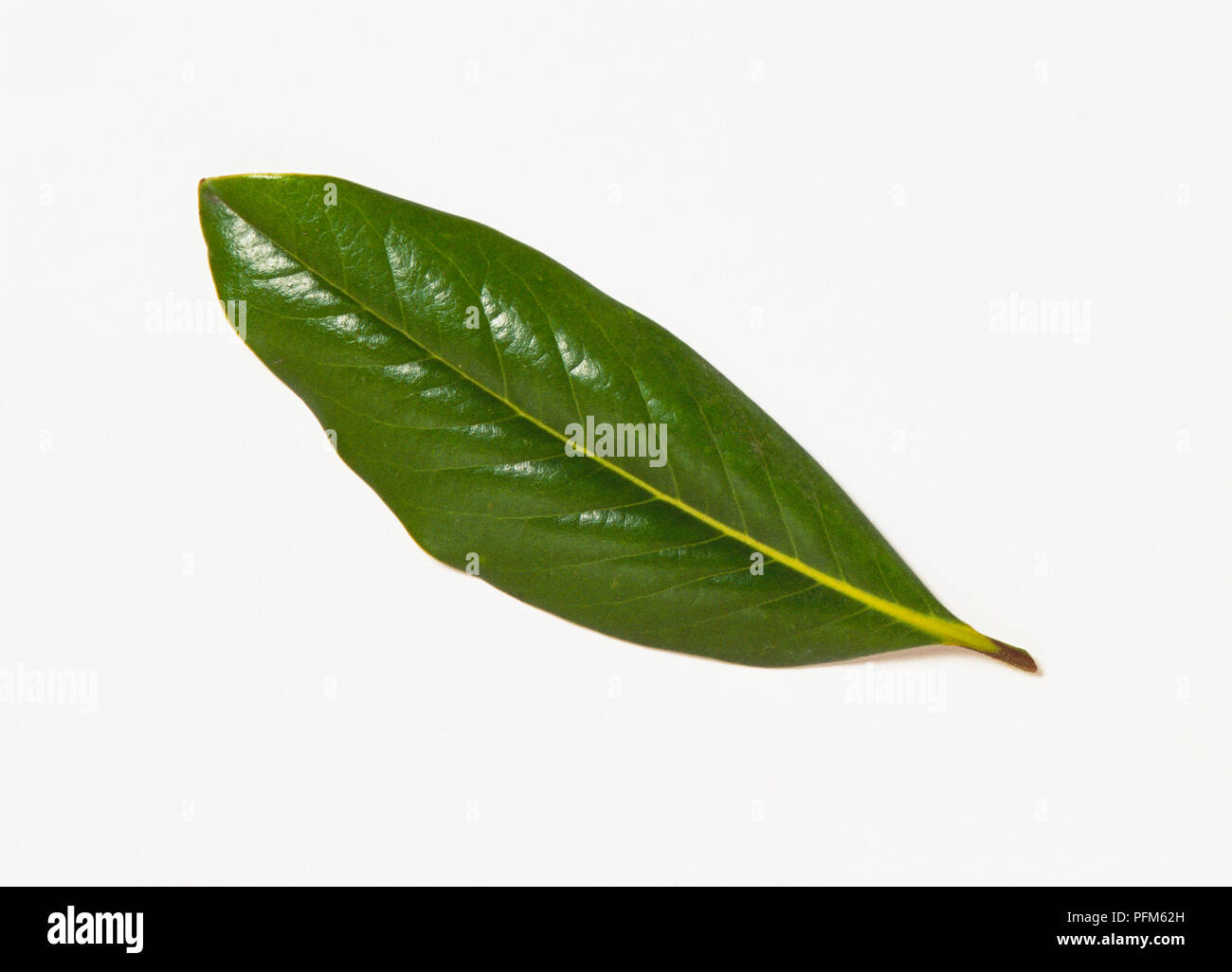 Shiny Magnolia grandiflora (Southern magnolia or Bull Bay) leaf Stock