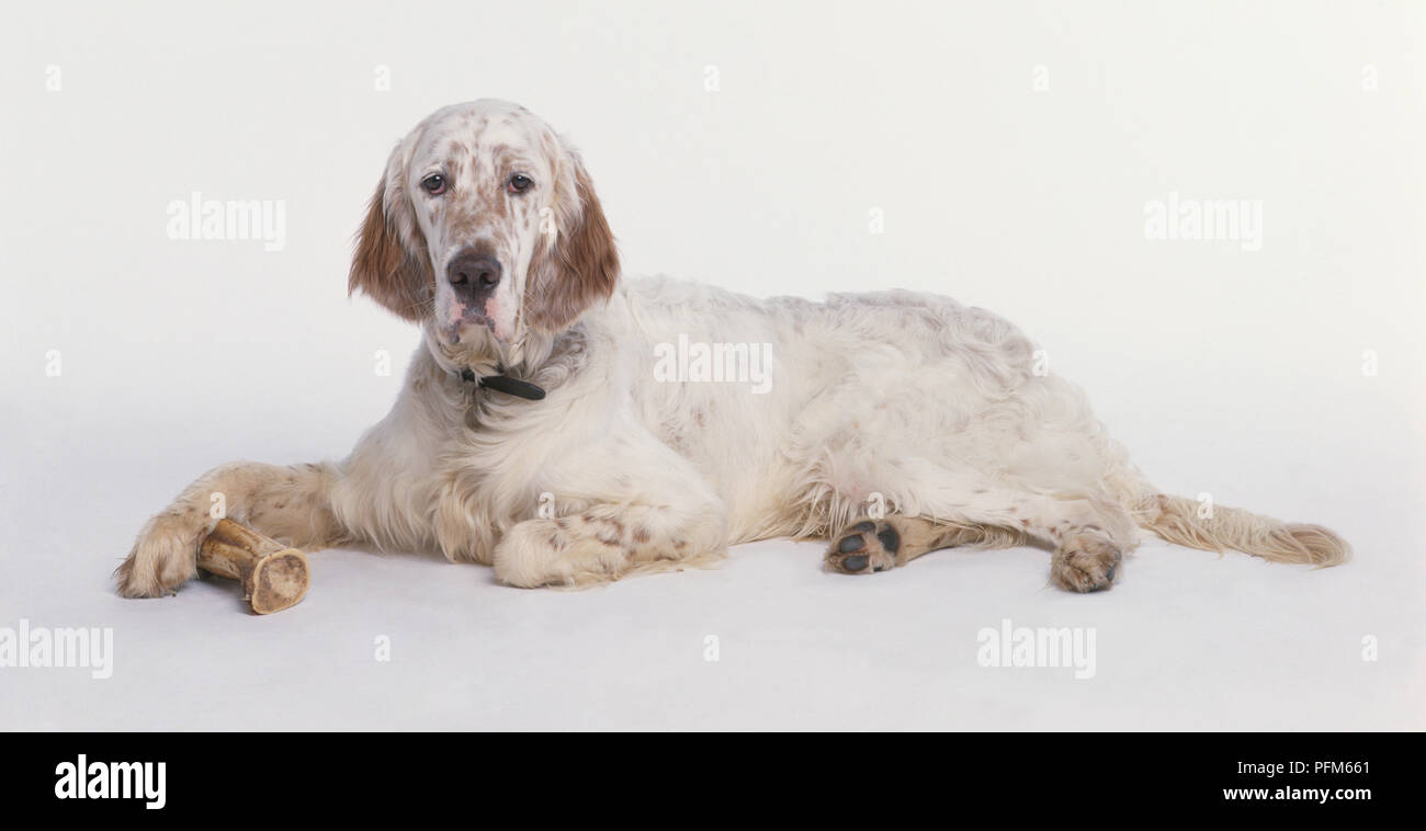 English Setter lying down with a dog bone, looking at camera Stock Photo
