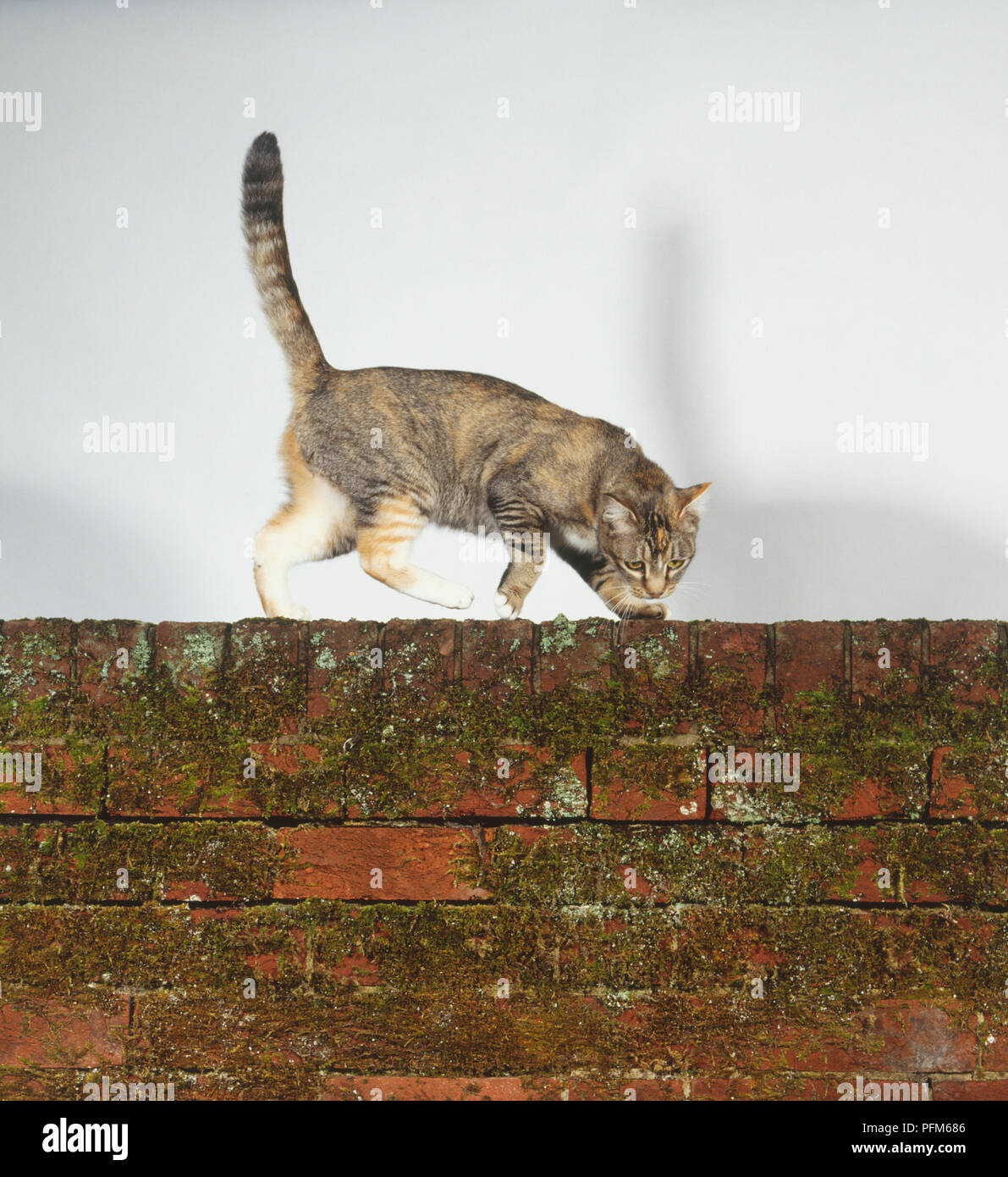 A cat on a wall Stock Photo Alamy