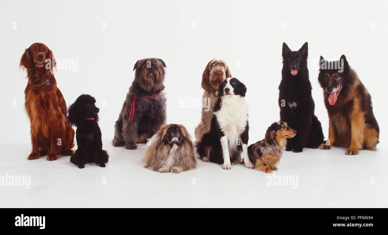 A group of well trained dogs sitting together. Stock Photo