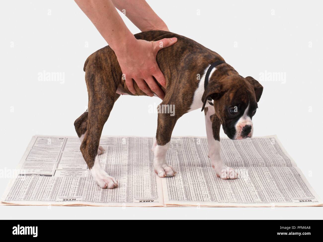 How Long Does It Take To Potty Train Boxer Puppy