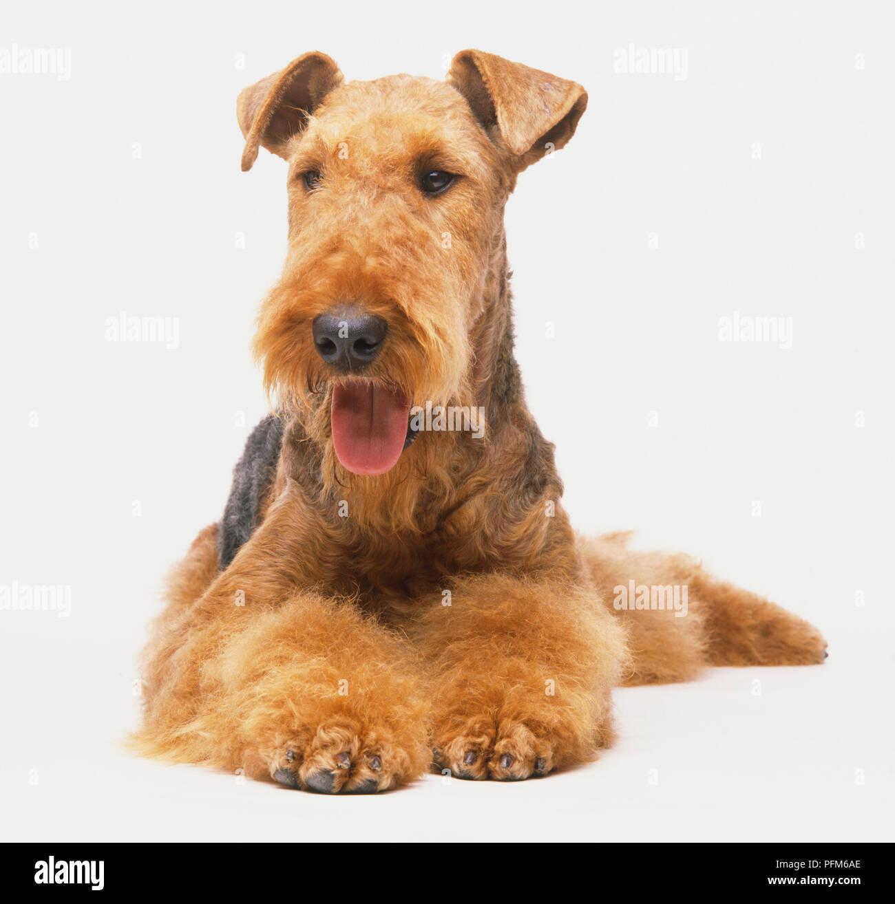 Эрдельтерьер Купить Щенка В Казани