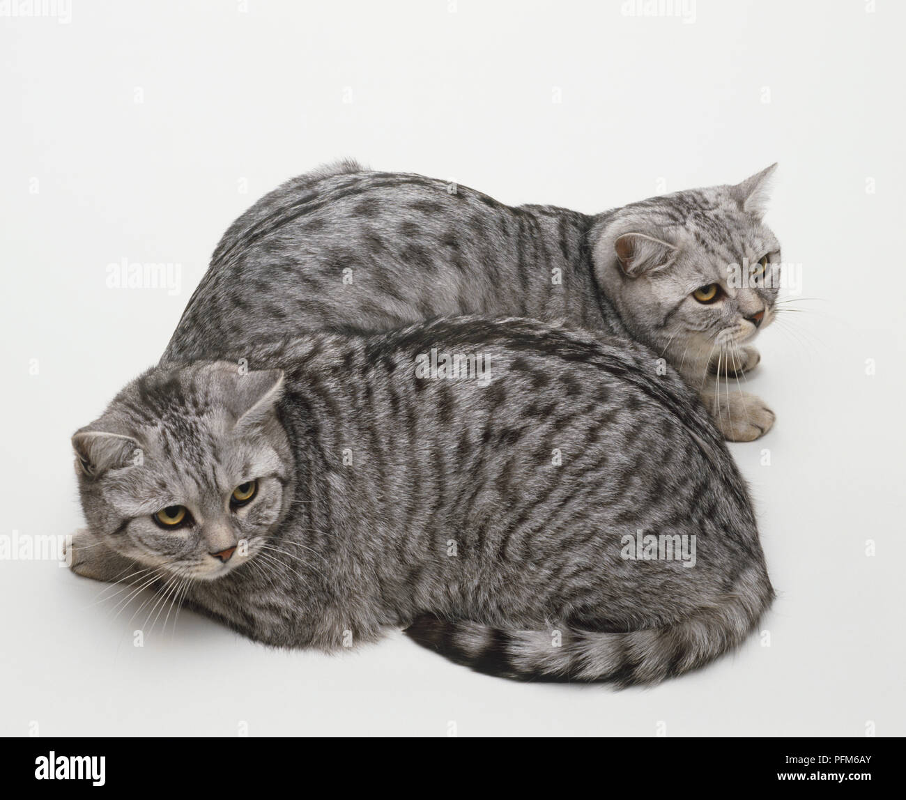Black and gray striped cat hi-res stock photography and images - Alamy