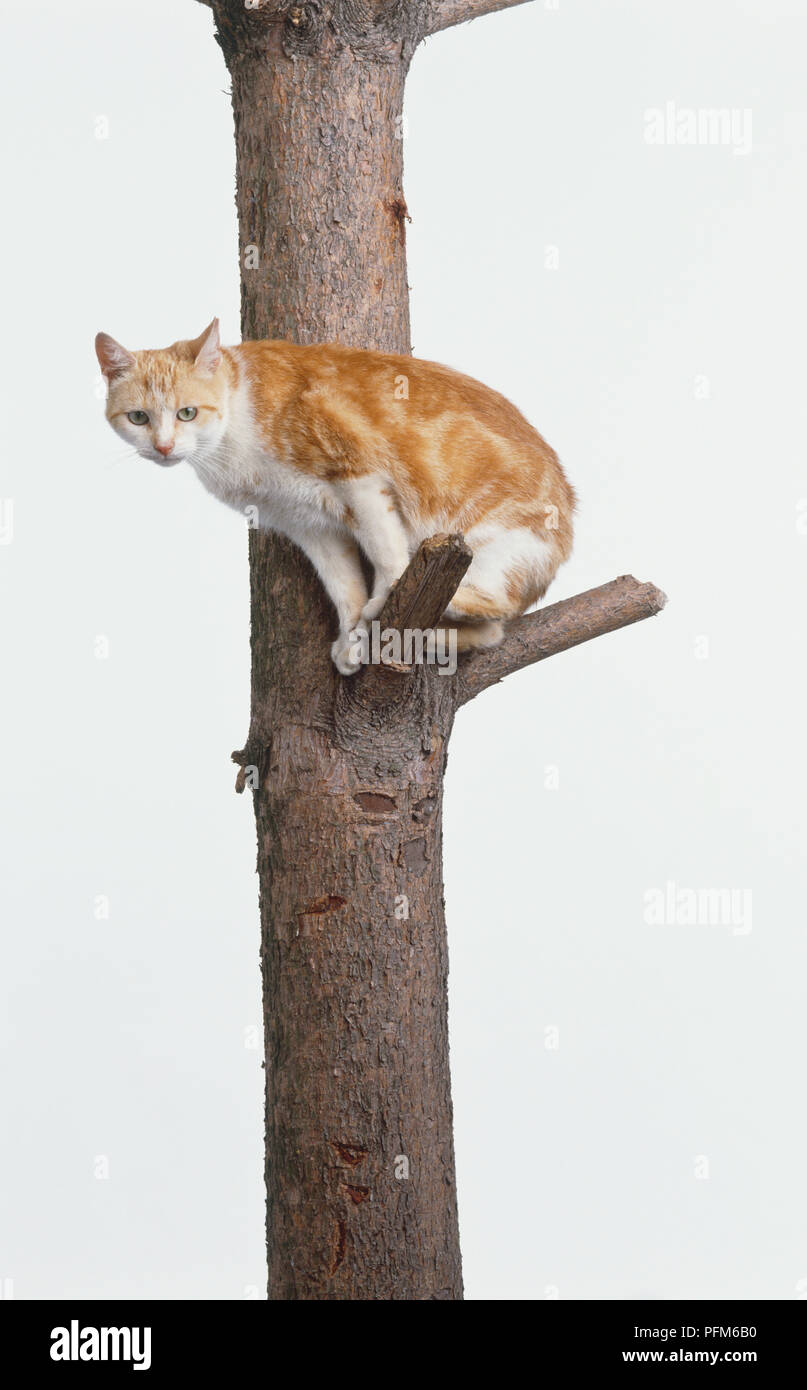 A tabby cat climbing a tree Stock Photo - Alamy