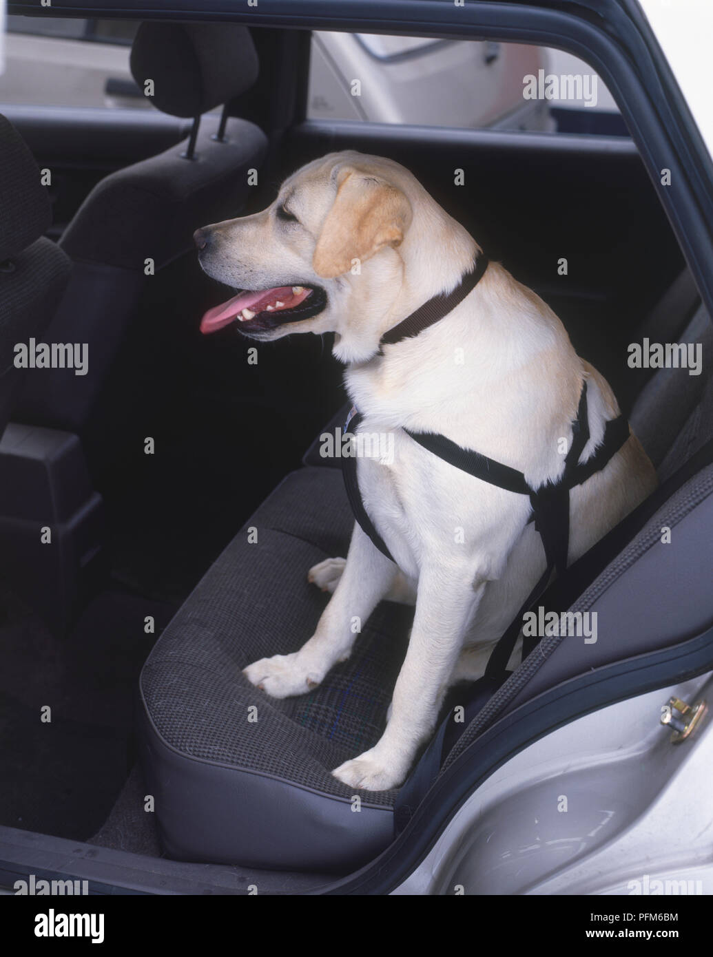 labrador seat belt