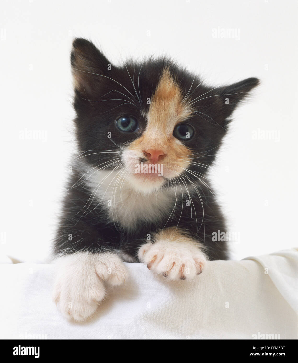 A black and white cat seen from the front. Stock Photo