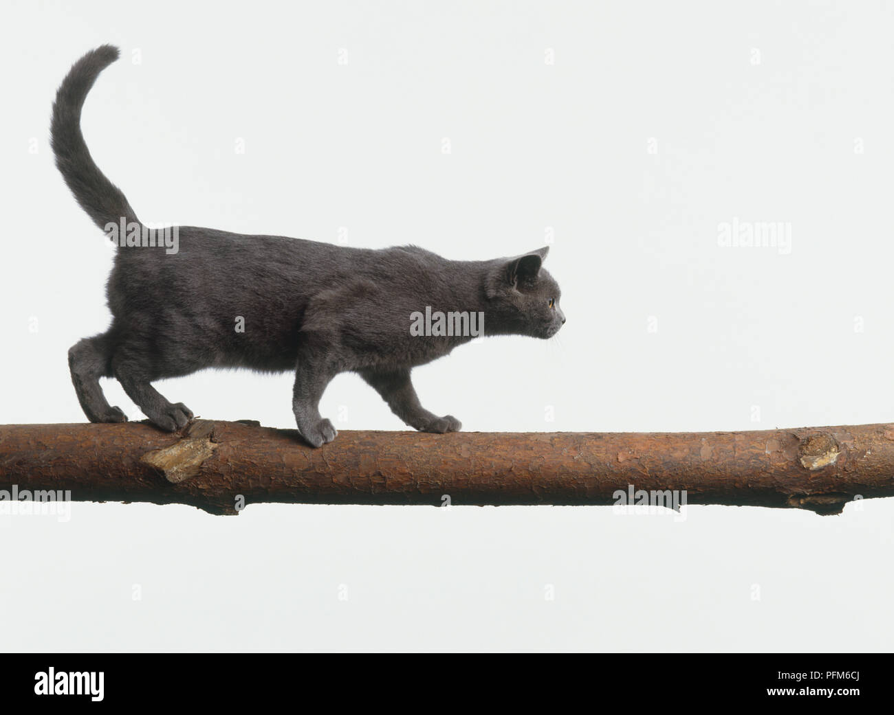 Dark grey cat walking along a branch, side view Stock Photo Alamy