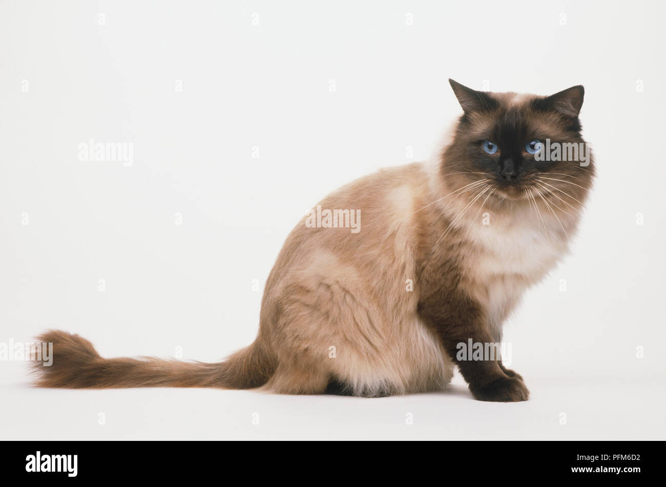 Ragdoll hi-res stock photography and images - Alamy