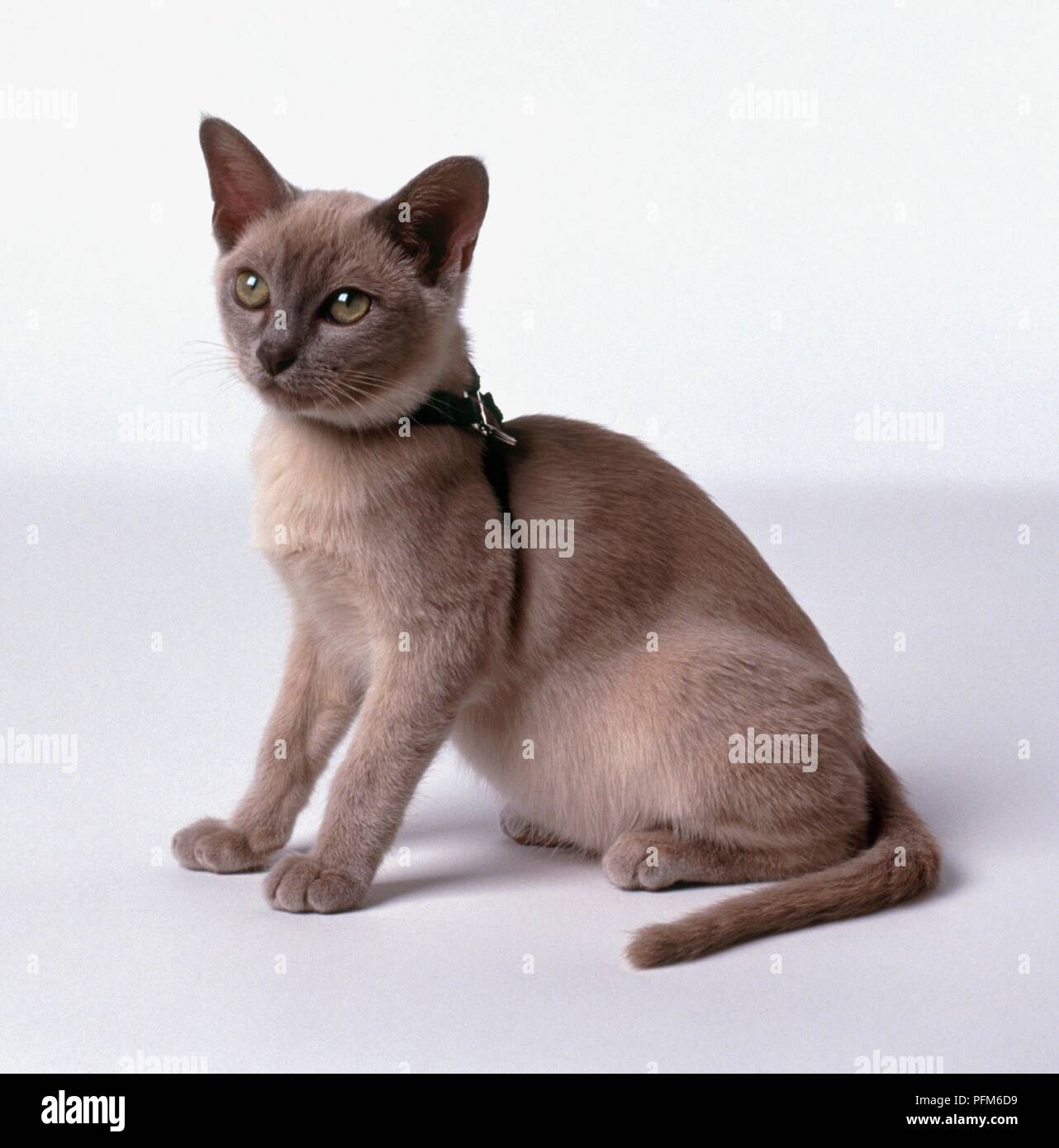 Lilac burmese cat hires stock photography and images Alamy — free download