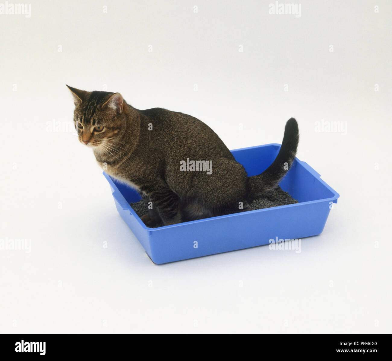 Cat using litter box stock photo alamy