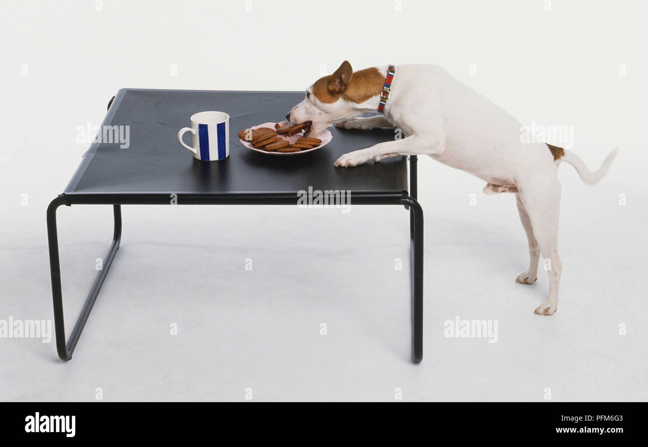 Dog stealing biscuits off plate on table. Stock Photo