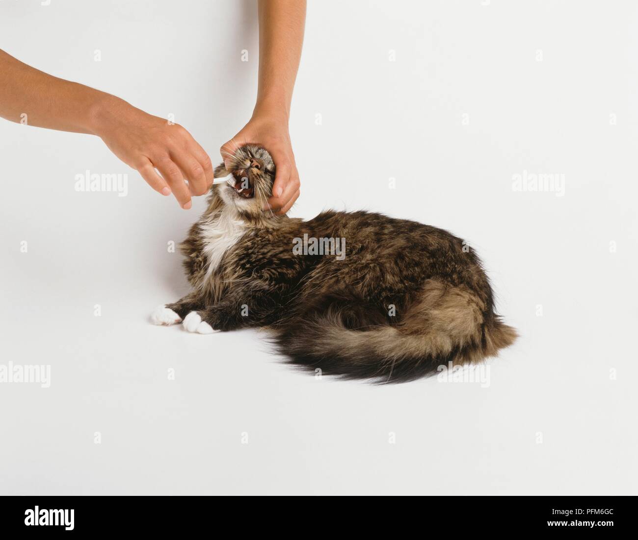 Brushing cat teeth hires stock photography and images Alamy