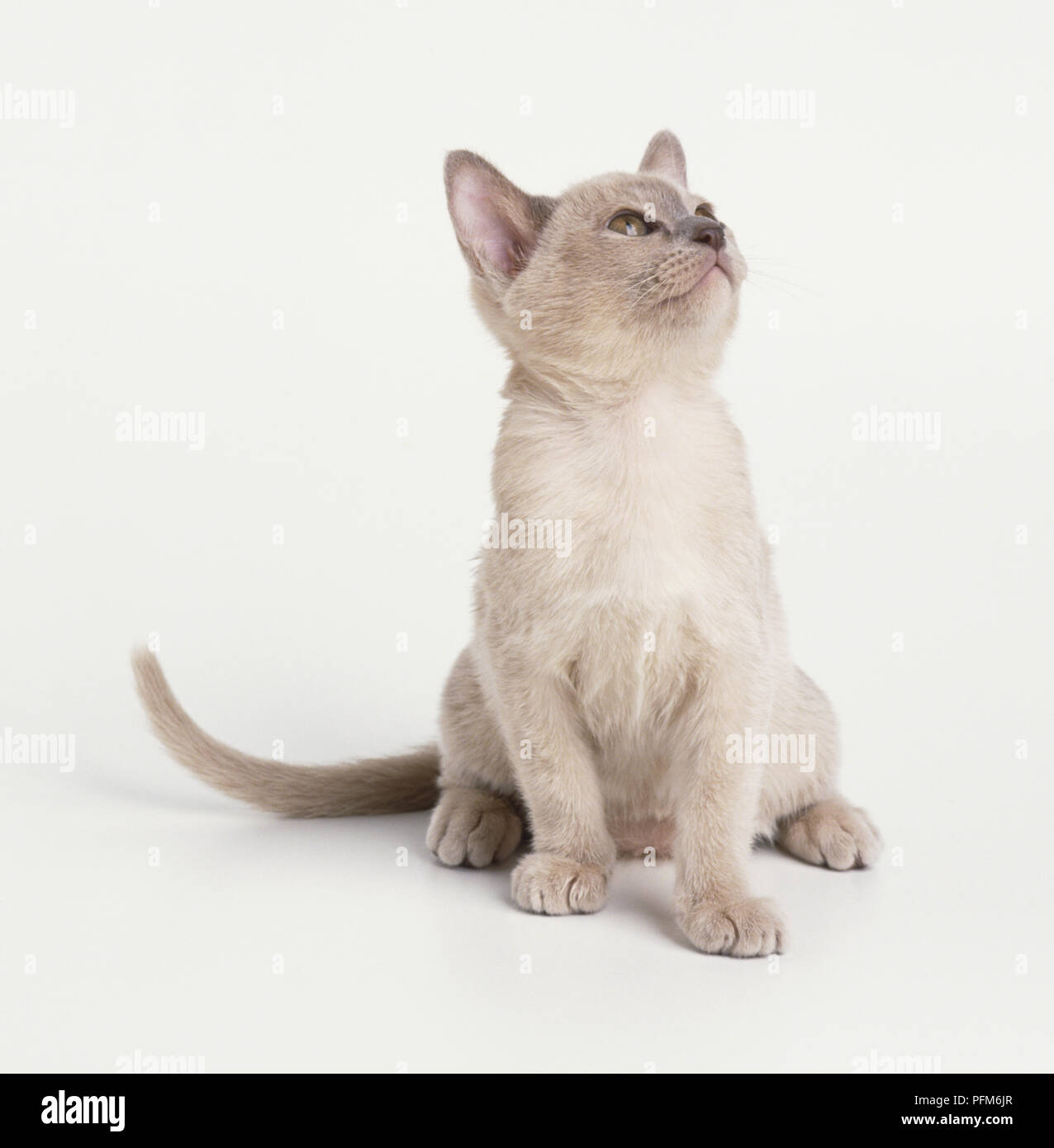 Lilac burmese domestic cat hires stock photography and images Alamy — free download