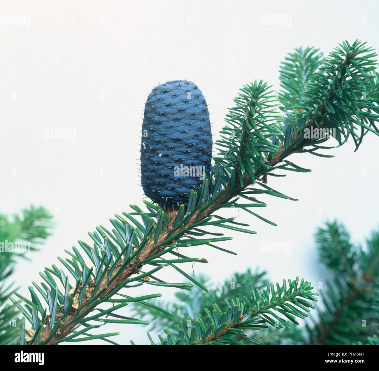 Blue cone on branch of Abies alba (European silver fir), close-up Stock Photo