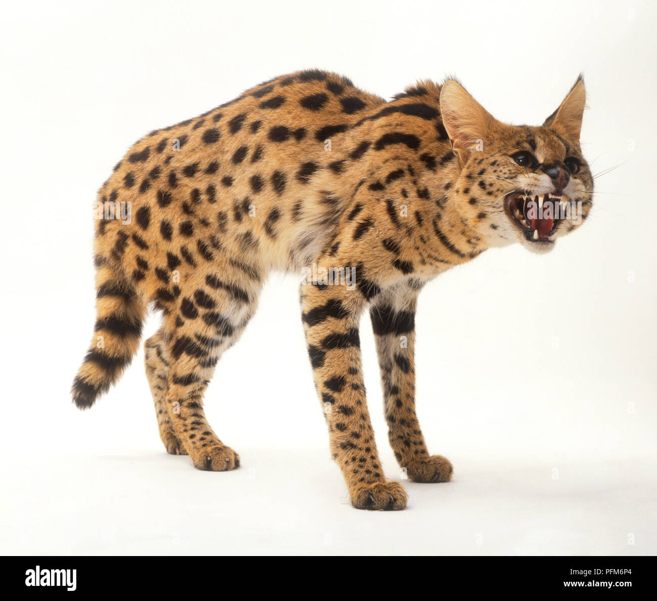 A serval cat (Felis serval) showing its teeth Stock Photo Alamy