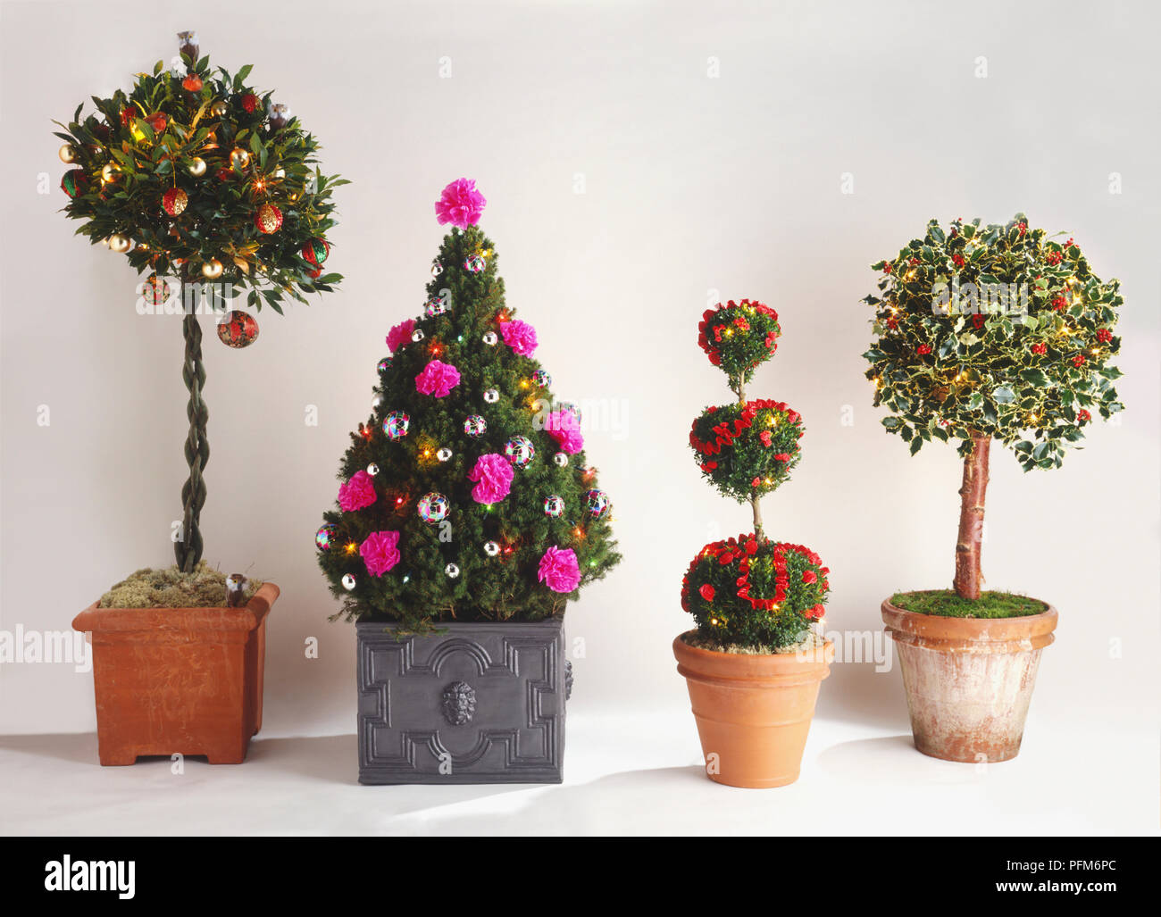 A box tree that has been ornately clipped Stock Photo