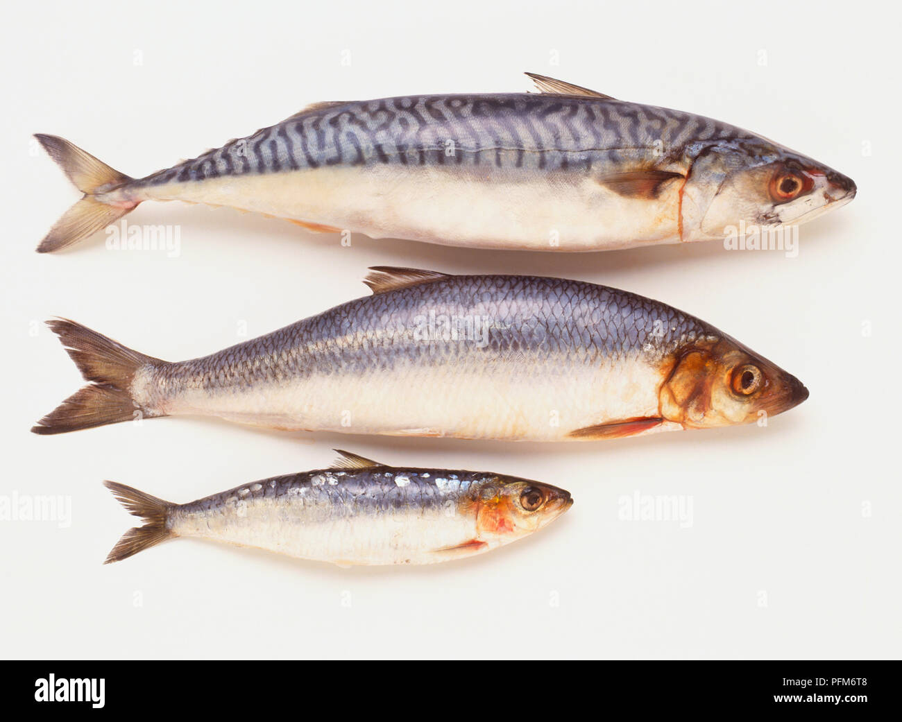 Three food fish with similar, greyblue and white colouration, Mackerel