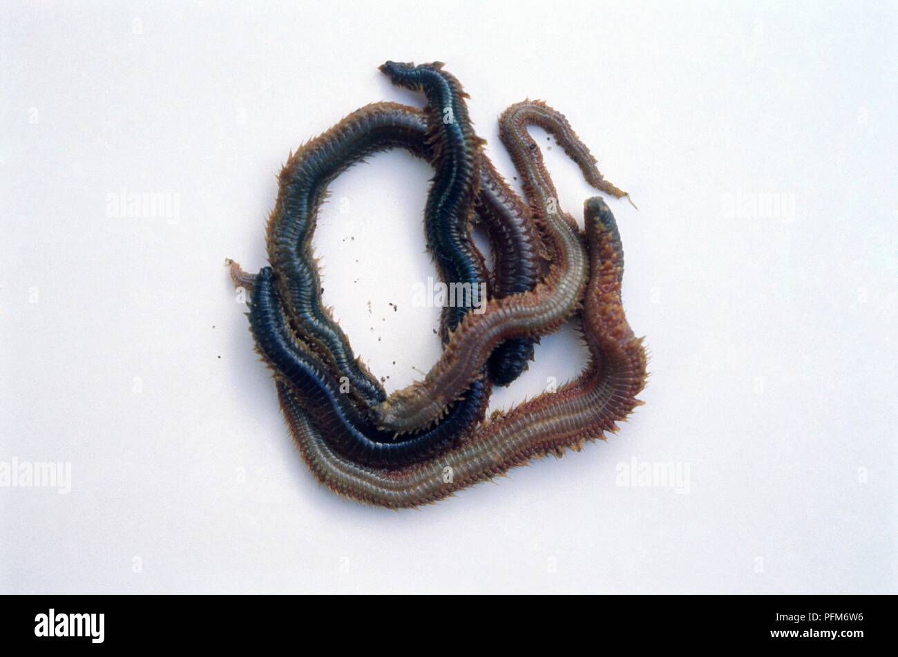 King ragworms (Nereis virens) Stock Photo