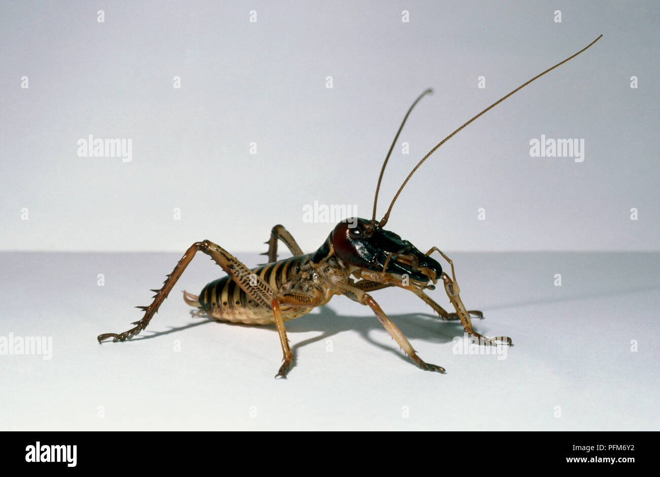 New Zealand Weta (Deinacrida rugosa), cricket-like insect with long antennae, side view. Stock Photo