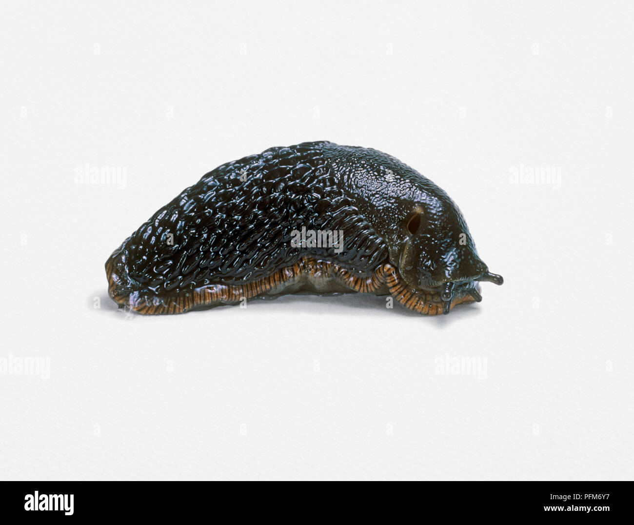 Slug anatomy hi-res stock photography and images - Alamy