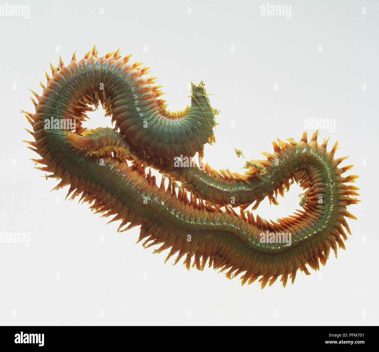 Phyla annelida hi-res stock photography and images - Alamy