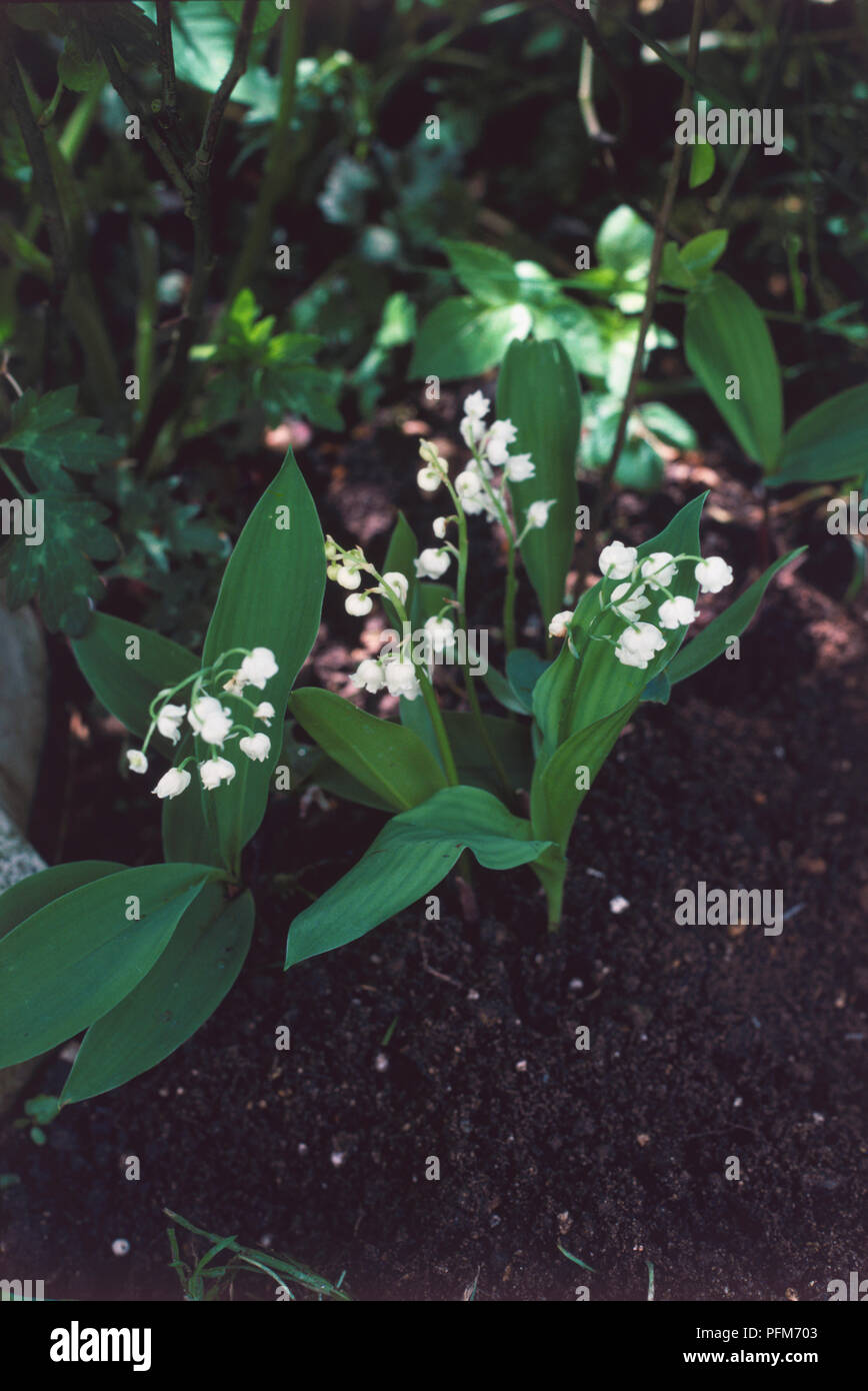 Convallaria majalis, Lily of the Valley plant growing in flowerbed, elevated view Stock Photo