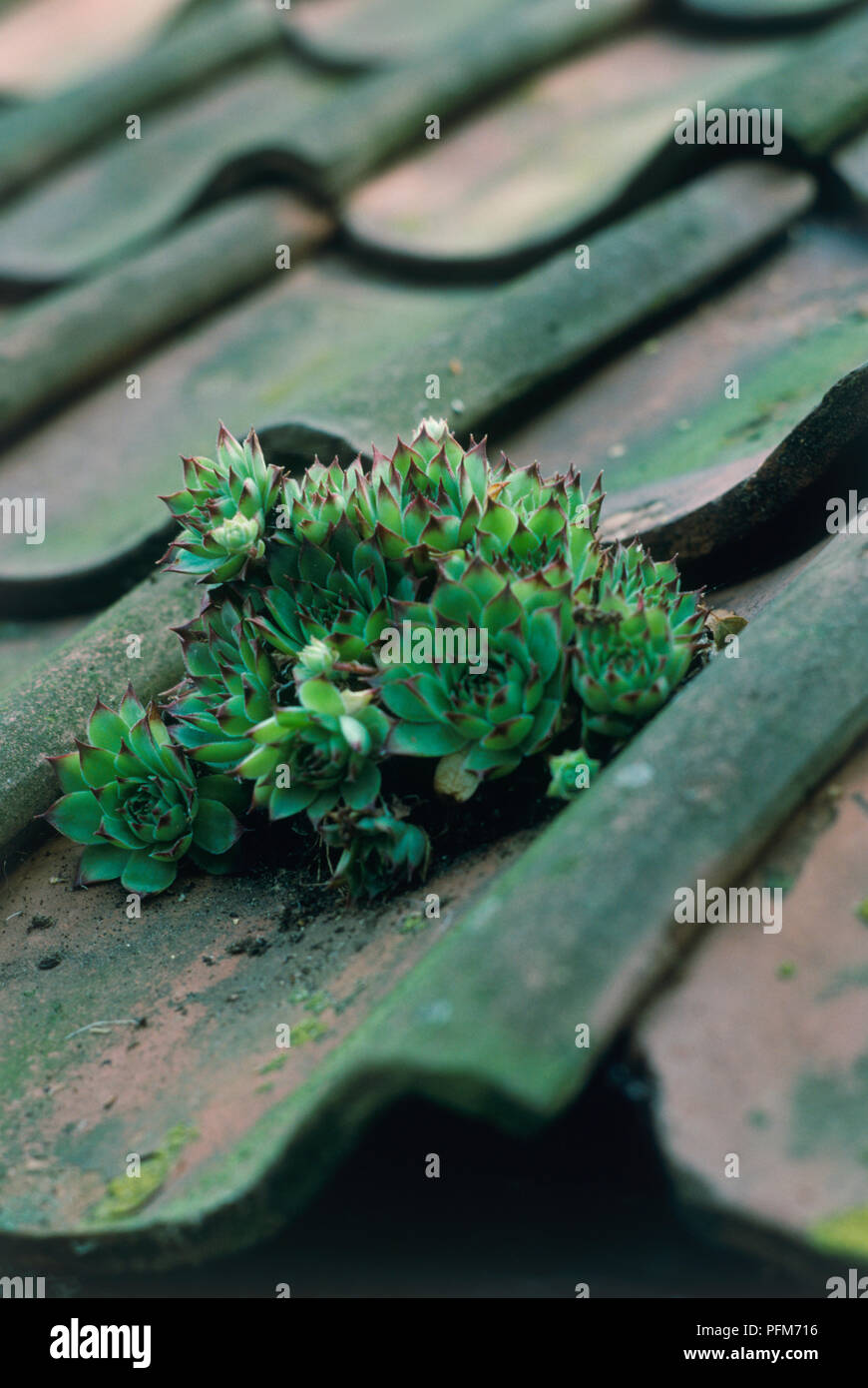 Sempervivum sp. (Houseleek) growing on roof tile Stock Photo