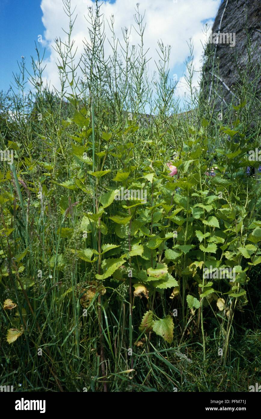 Alliaria petiolata (Jack-by-the-hedge) Stock Photo