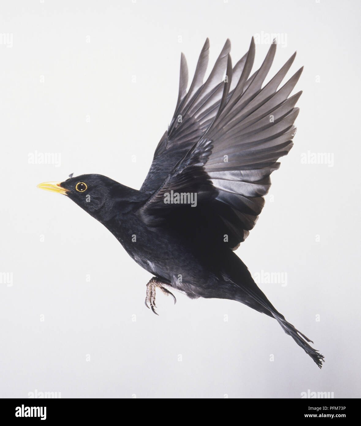 Blackbird (Turdus merula) in flight, side view, close up Stock Photo - Alamy