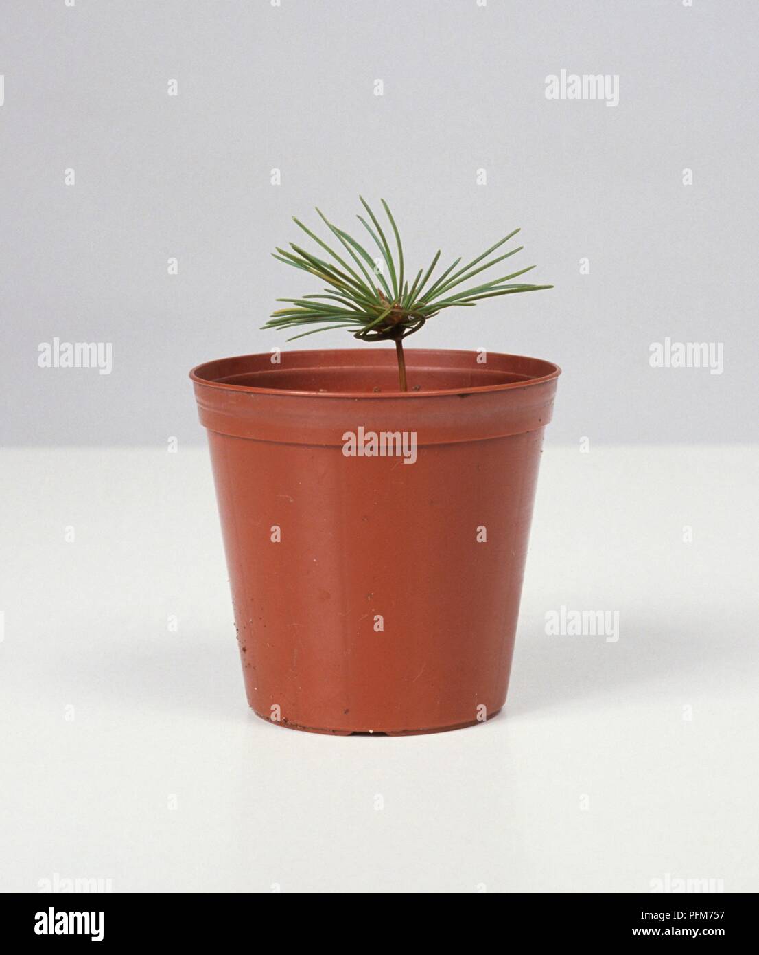 Pinus parviflora (Japanese white pine), a one-year-old bonsai tree seedling in a pot Stock Photo