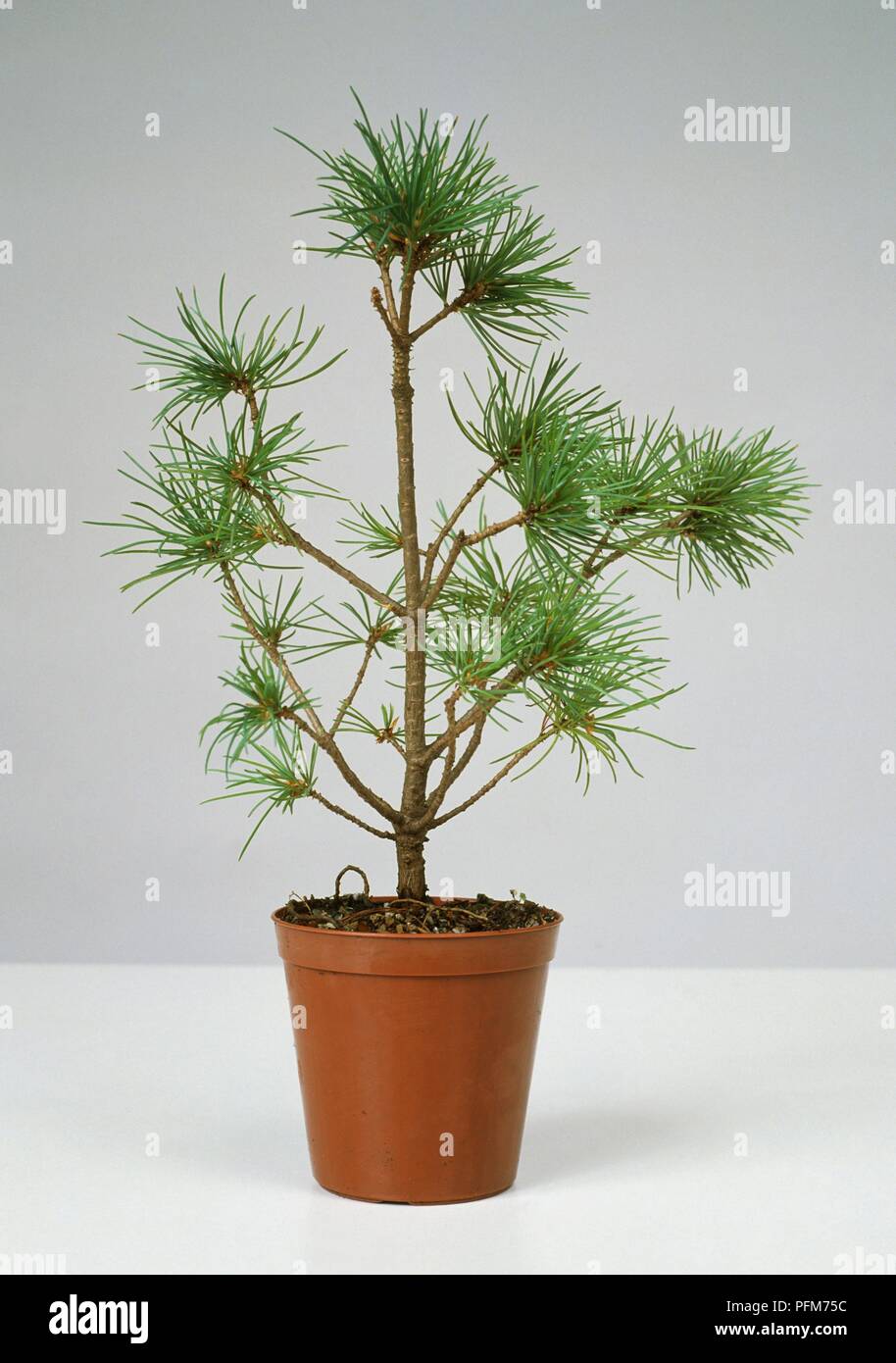 Pinus parviflora (Japanese white pine), a four-year-old bonsai tree in a pot Stock Photo