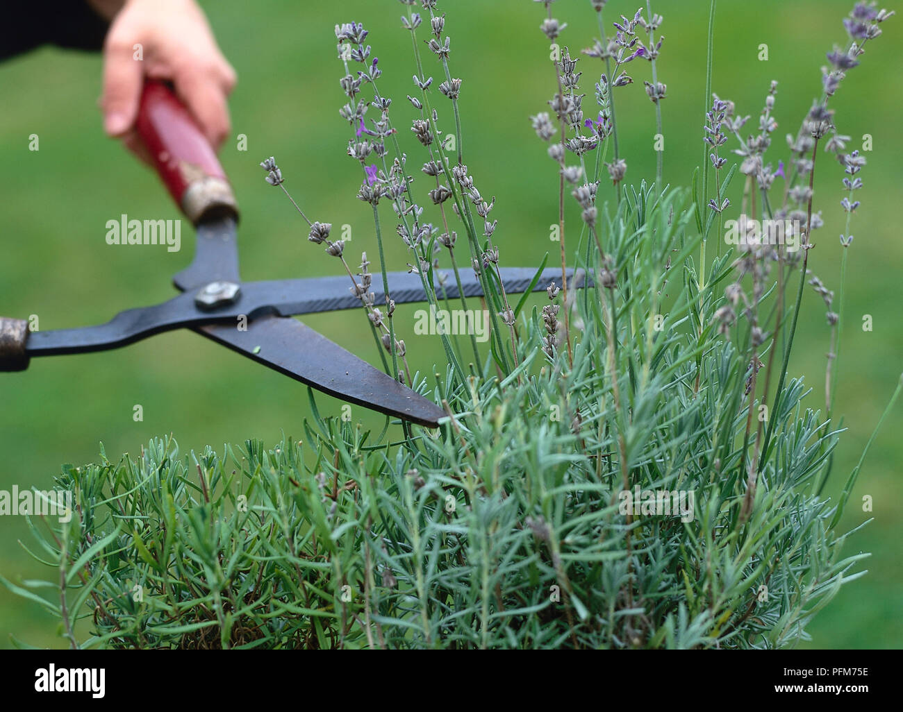 Lavender plant cutting hi-res stock photography and images - Alamy