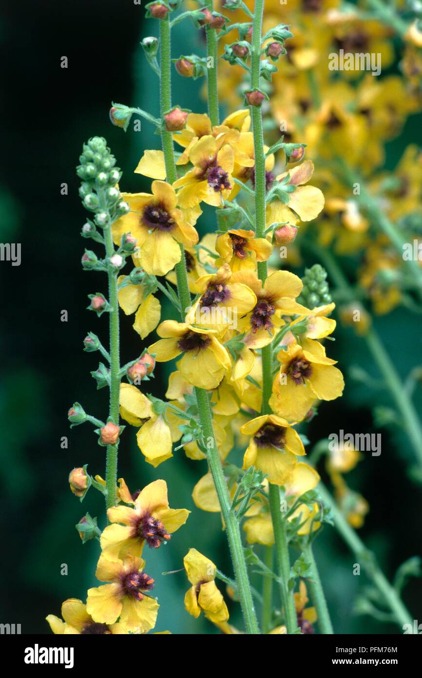 Mullein cotswold queen hires stock photography and images Alamy