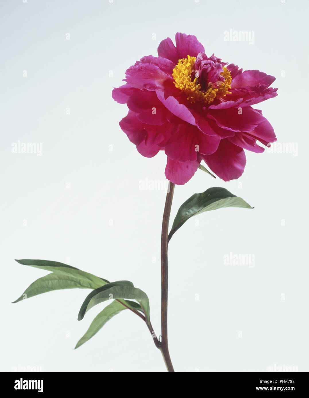 Prunus persica 'Prince Charming', pink Peach flower Stock Photo